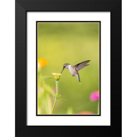 Ruby-throated hummingbird Black Modern Wood Framed Art Print with Double Matting by Day, Richard and Susan