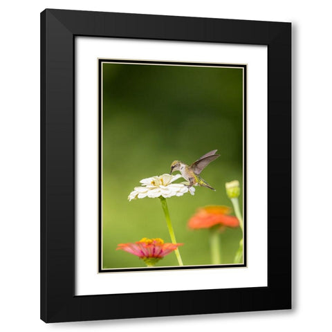 Ruby-throated hummingbird Black Modern Wood Framed Art Print with Double Matting by Day, Richard and Susan