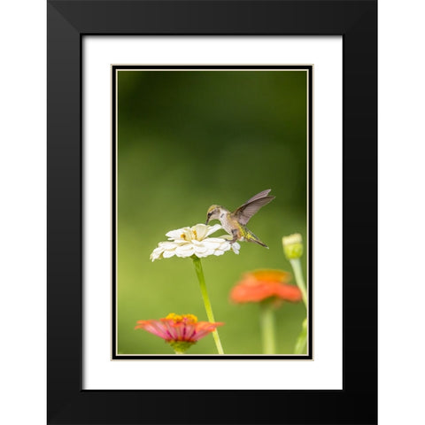 Ruby-throated hummingbird Black Modern Wood Framed Art Print with Double Matting by Day, Richard and Susan