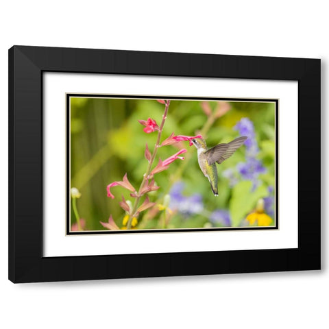 Ruby-throated hummingbird Black Modern Wood Framed Art Print with Double Matting by Day, Richard and Susan