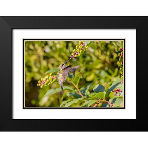 Ruby-throated hummingbird at American pokeweed Black Modern Wood Framed Art Print with Double Matting by Day, Richard and Susan