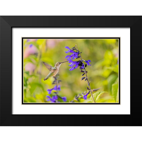 Ruby-throated hummingbird at black and blue salvia Black Modern Wood Framed Art Print with Double Matting by Day, Richard and Susan