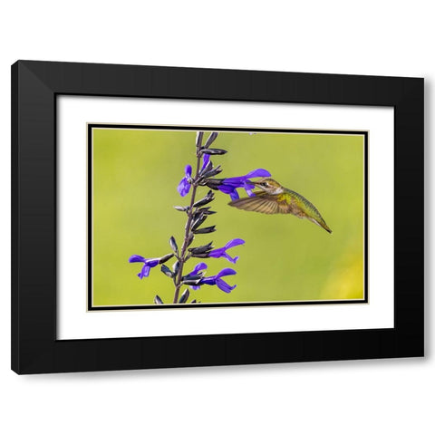 Ruby-throated hummingbird at black and blue salvia Black Modern Wood Framed Art Print with Double Matting by Day, Richard and Susan