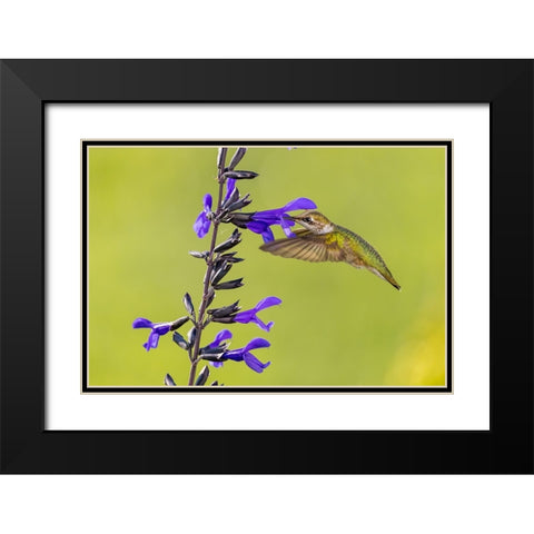 Ruby-throated hummingbird at black and blue salvia Black Modern Wood Framed Art Print with Double Matting by Day, Richard and Susan