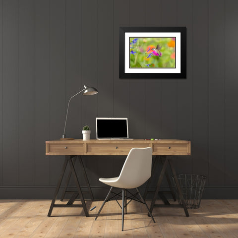 Ruby-throated hummingbird at blue ensign salvia Black Modern Wood Framed Art Print with Double Matting by Day, Richard and Susan
