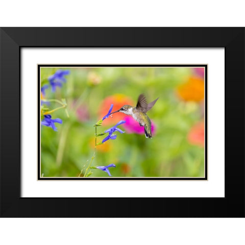 Ruby-throated hummingbird at blue ensign salvia Black Modern Wood Framed Art Print with Double Matting by Day, Richard and Susan