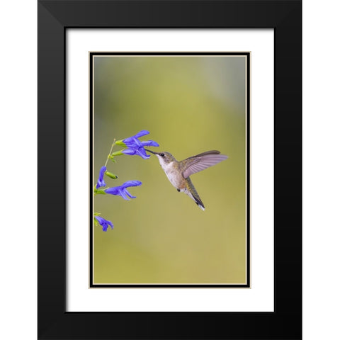 Ruby-throated hummingbird at blue ensign salvia Black Modern Wood Framed Art Print with Double Matting by Day, Richard and Susan