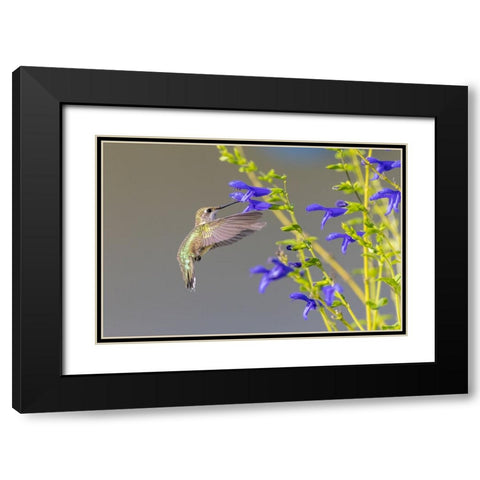 Ruby-throated hummingbird at blue ensign salvia Black Modern Wood Framed Art Print with Double Matting by Day, Richard and Susan