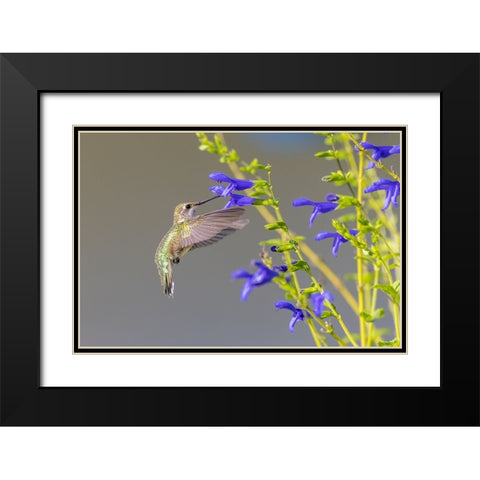 Ruby-throated hummingbird at blue ensign salvia Black Modern Wood Framed Art Print with Double Matting by Day, Richard and Susan