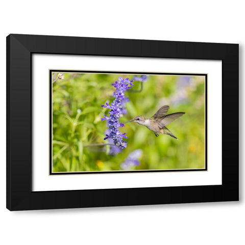 Ruby-throated hummingbird at Victoria blue salvia Black Modern Wood Framed Art Print with Double Matting by Day, Richard and Susan