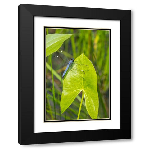 Spangled Skimmer male on Arrowhead plant Black Modern Wood Framed Art Print with Double Matting by Day, Richard and Susan