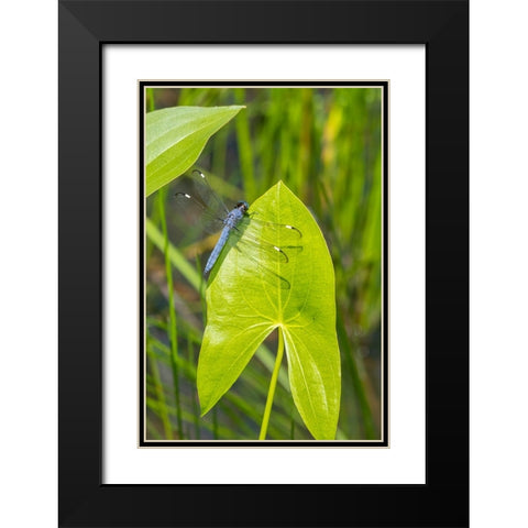 Spangled Skimmer male on Arrowhead plant Black Modern Wood Framed Art Print with Double Matting by Day, Richard and Susan
