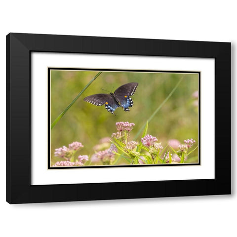 Spicebush swallowtail flying to swamp milkweed Black Modern Wood Framed Art Print with Double Matting by Day, Richard and Susan