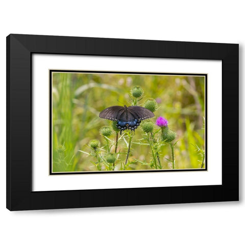 Spicebush swallowtail on Bull thistle Black Modern Wood Framed Art Print with Double Matting by Day, Richard and Susan
