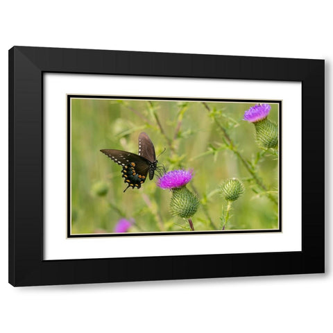Spicebush swallowtail on Bull thistle Black Modern Wood Framed Art Print with Double Matting by Day, Richard and Susan