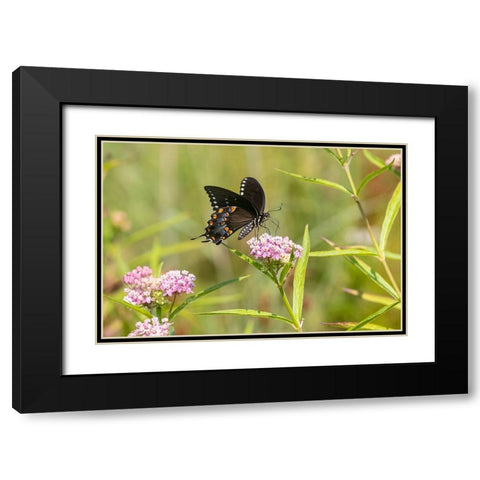 Spicebush swallowtail on swamp milkweed Black Modern Wood Framed Art Print with Double Matting by Day, Richard and Susan