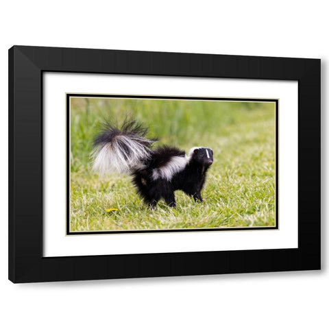 Striped skunk digging for food Black Modern Wood Framed Art Print with Double Matting by Day, Richard and Susan