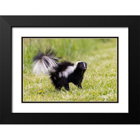 Striped skunk digging for food Black Modern Wood Framed Art Print with Double Matting by Day, Richard and Susan