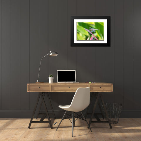 Twelve-spotted Skimmer male on Water Canna Black Modern Wood Framed Art Print with Double Matting by Day, Richard and Susan