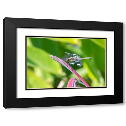 Twelve-spotted Skimmer male on Water Canna Black Modern Wood Framed Art Print with Double Matting by Day, Richard and Susan