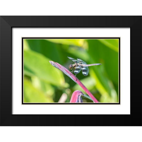 Twelve-spotted Skimmer male on Water Canna Black Modern Wood Framed Art Print with Double Matting by Day, Richard and Susan