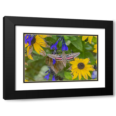 White-lined Sphinx on salvia Black Modern Wood Framed Art Print with Double Matting by Day, Richard and Susan
