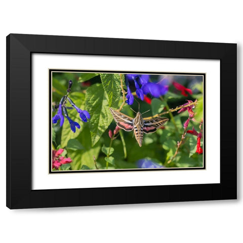 White-lined Sphinx on salvia Black Modern Wood Framed Art Print with Double Matting by Day, Richard and Susan