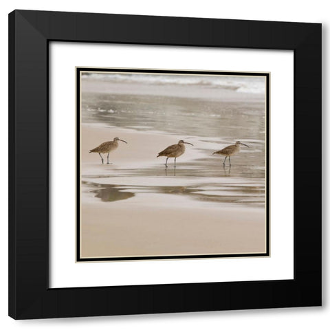 USA CA Pismo Beach Whimbrels Black Modern Wood Framed Art Print with Double Matting by Drury, Trish