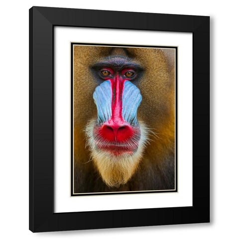Close-up of the face of a mandrill (Mandrillus sphinx). Captive. Black Modern Wood Framed Art Print with Double Matting by Haseltine, Tom