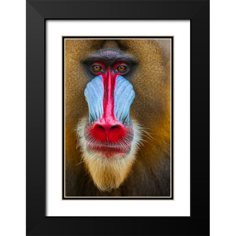 Close-up of the face of a mandrill (Mandrillus sphinx). Captive. Black Modern Wood Framed Art Print with Double Matting by Haseltine, Tom