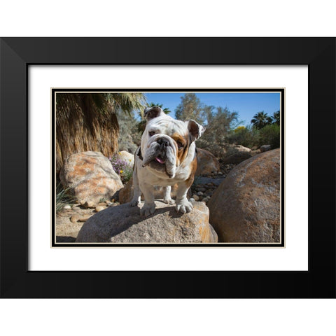 Bulldog in a desert garden Black Modern Wood Framed Art Print with Double Matting by Beraldo, Zandina Muench