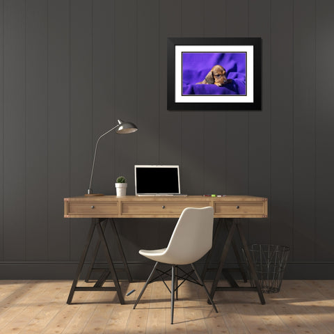 Doxen Puppy Black Modern Wood Framed Art Print with Double Matting by Beraldo, Zandina Muench