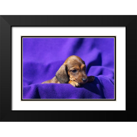 Doxen Puppy Black Modern Wood Framed Art Print with Double Matting by Beraldo, Zandina Muench