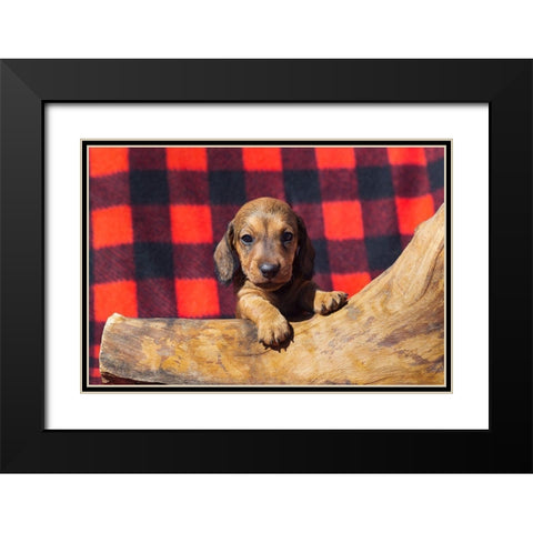 Doxen Puppy Black Modern Wood Framed Art Print with Double Matting by Beraldo, Zandina Muench