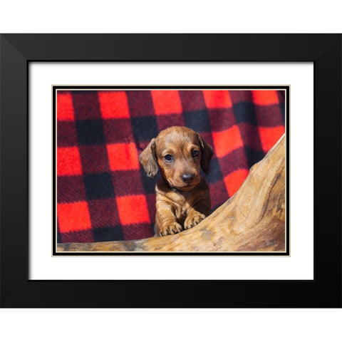 Doxen Puppy Black Modern Wood Framed Art Print with Double Matting by Beraldo, Zandina Muench