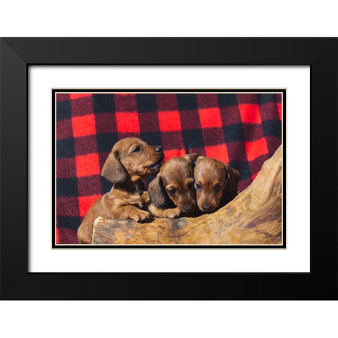 Doxen Puppies Black Modern Wood Framed Art Print with Double Matting by Beraldo, Zandina Muench