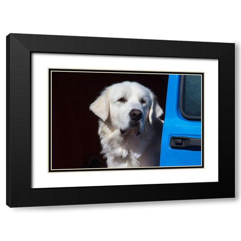 Great Pyrenees portrait Black Modern Wood Framed Art Print with Double Matting by Beraldo, Zandina Muench