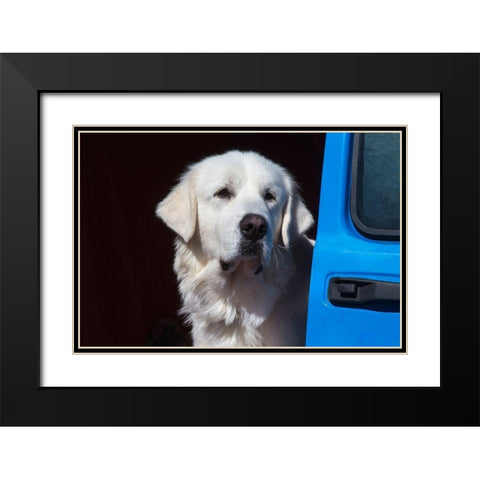 Great Pyrenees portrait Black Modern Wood Framed Art Print with Double Matting by Beraldo, Zandina Muench