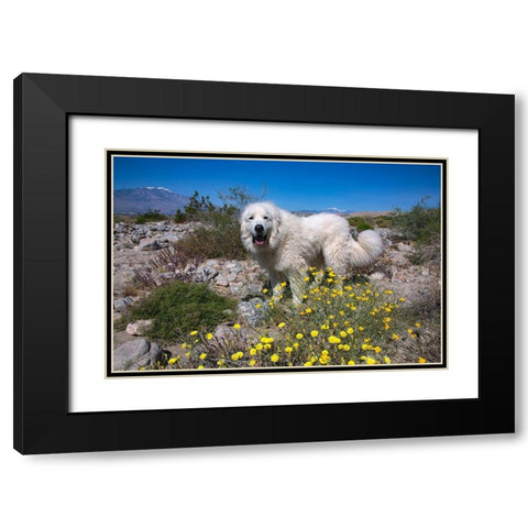 Great Pyrenees in the Colorado Desert Black Modern Wood Framed Art Print with Double Matting by Beraldo, Zandina Muench