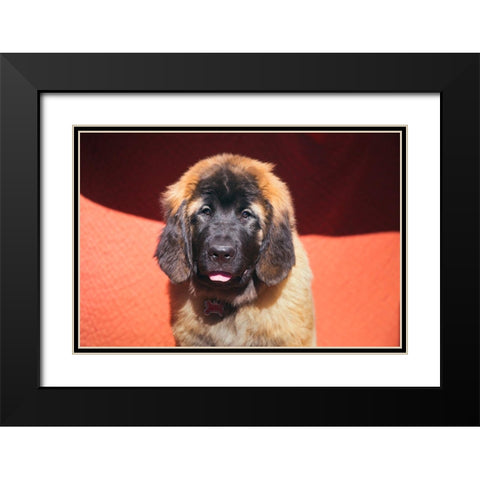 Leonberger Puppy Black Modern Wood Framed Art Print with Double Matting by Beraldo, Zandina Muench