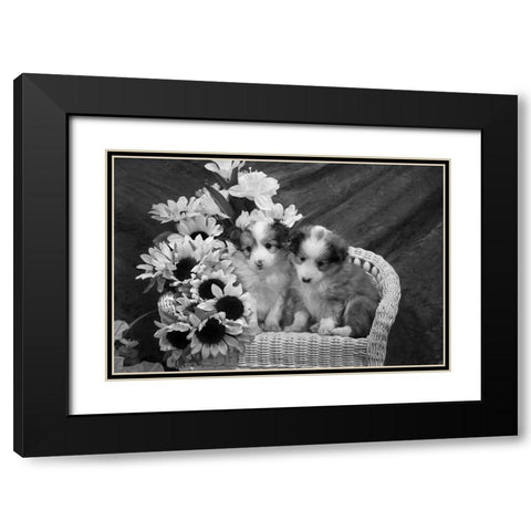Sheltie Puppies Black Modern Wood Framed Art Print with Double Matting by Beraldo, Zandina Muench