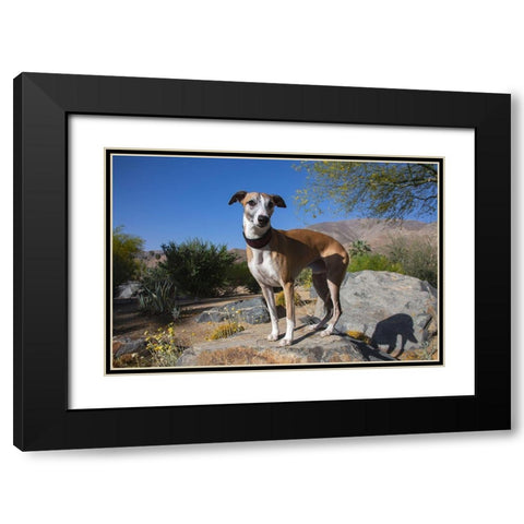 Whippet Black Modern Wood Framed Art Print with Double Matting by Beraldo, Zandina Muench