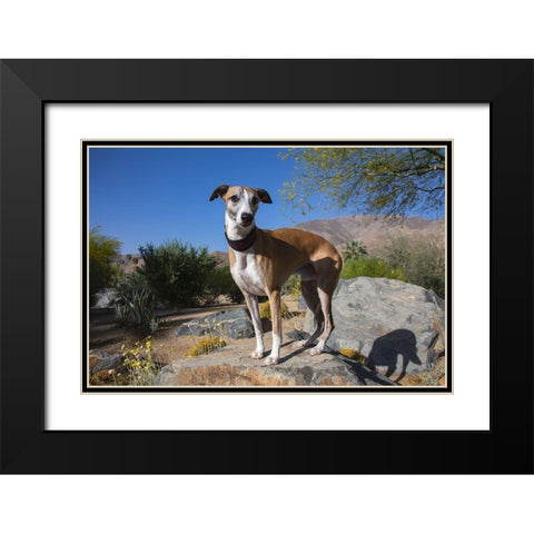 Whippet Black Modern Wood Framed Art Print with Double Matting by Beraldo, Zandina Muench