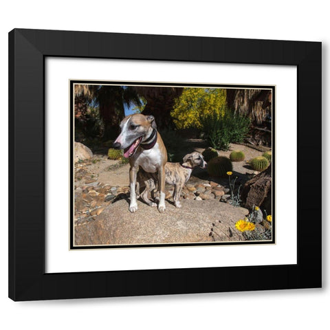 Whippet with Puppy Black Modern Wood Framed Art Print with Double Matting by Beraldo, Zandina Muench
