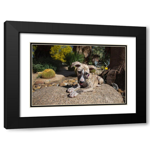 Whippet Puppy Black Modern Wood Framed Art Print with Double Matting by Beraldo, Zandina Muench