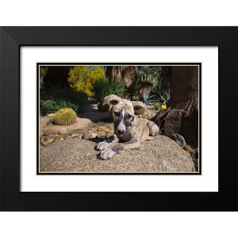 Whippet Puppy Black Modern Wood Framed Art Print with Double Matting by Beraldo, Zandina Muench