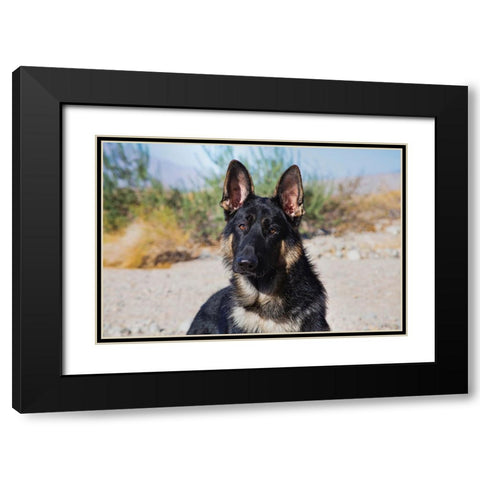 German Shepherd in the Coachella Valley-California Black Modern Wood Framed Art Print with Double Matting by Muench, Zandria