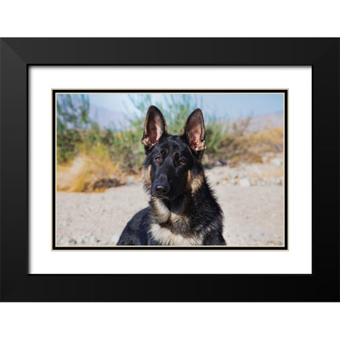 German Shepherd in the Coachella Valley-California Black Modern Wood Framed Art Print with Double Matting by Muench, Zandria