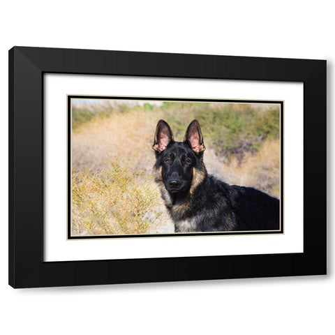 German Shepherd in the Coachella Valley-California Black Modern Wood Framed Art Print with Double Matting by Muench, Zandria