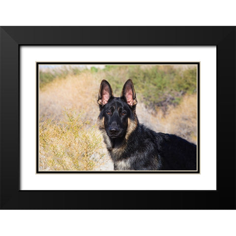 German Shepherd in the Coachella Valley-California Black Modern Wood Framed Art Print with Double Matting by Muench, Zandria